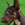 Bull Terrier