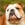 İngiliz Bulldog