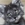 Maine Coon