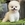 Pomeranian Boo
