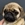 Pug