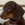Sosis Köpek Dachshund