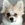 Spitz