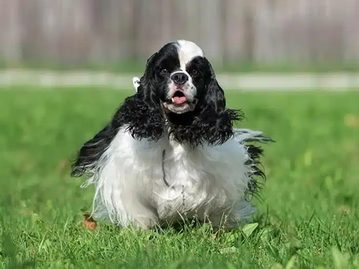 Amerikan Cocker Yavru