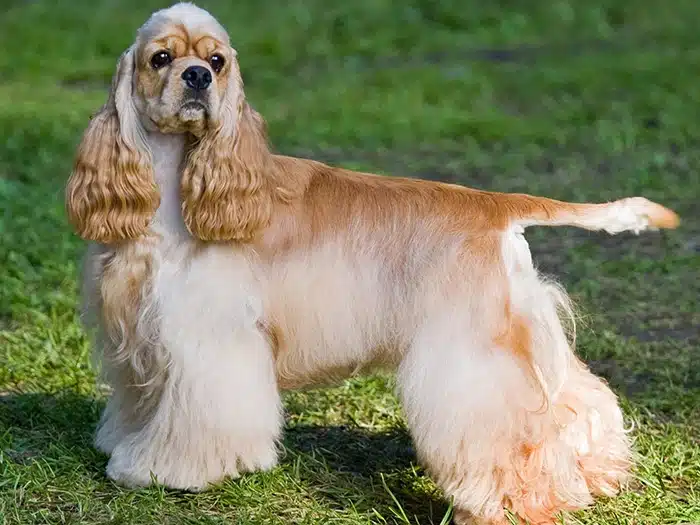 Amerikan Cocker Satılık