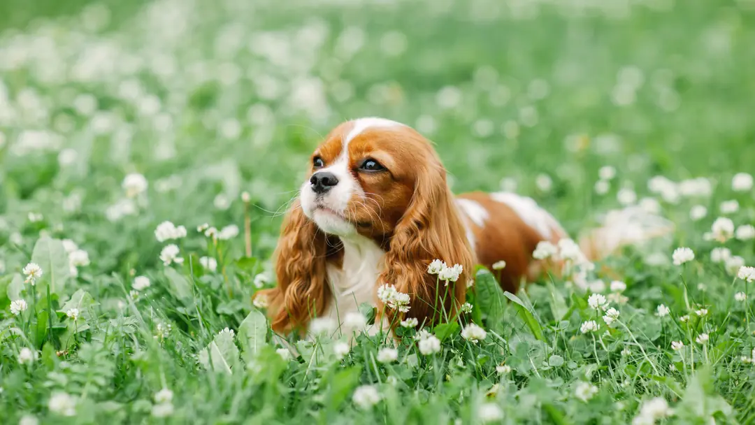 Cavalier King Charles Satılık