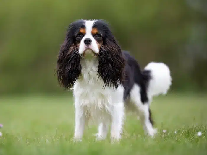 Cavalier King Charles Yavru
