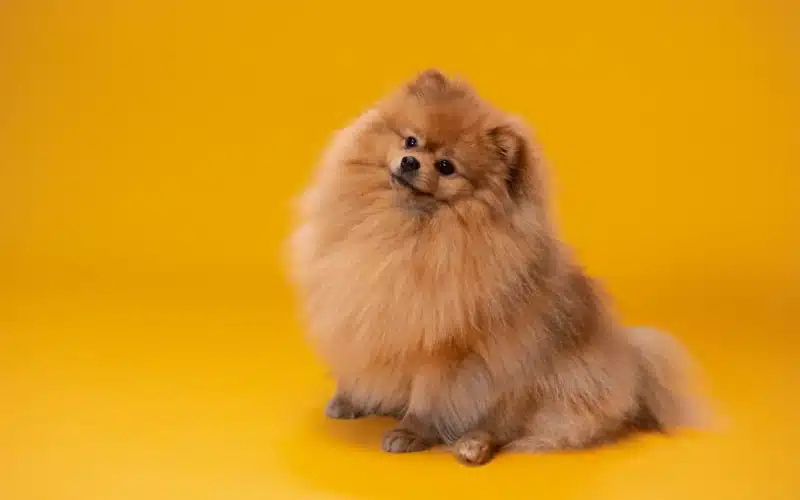 Pomeranian Boo Yavru