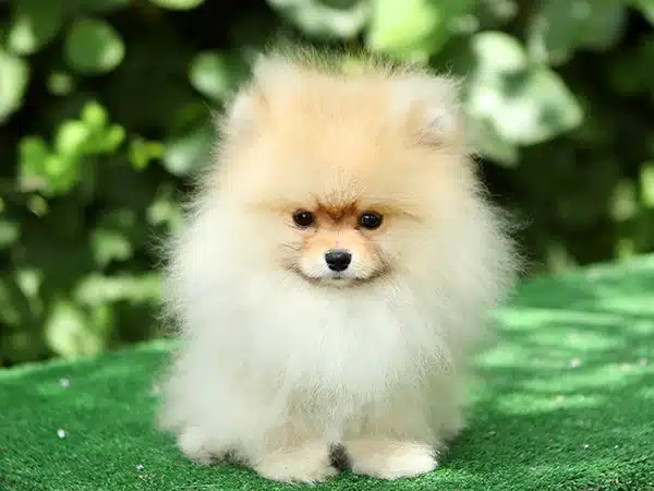 Pomeranian Boo satılık
