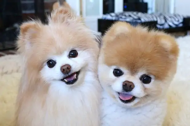 Pomeranian Boo Özellikleri
