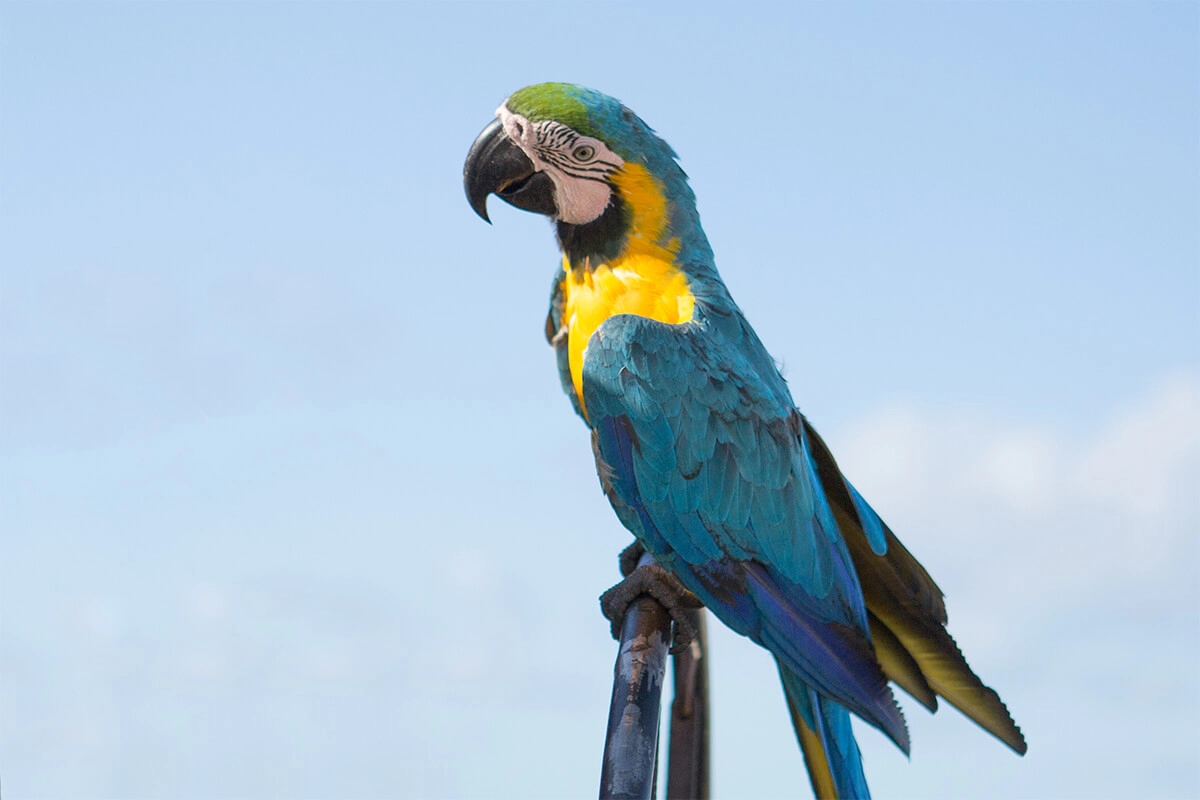 Macaw Papağanı Bakımı