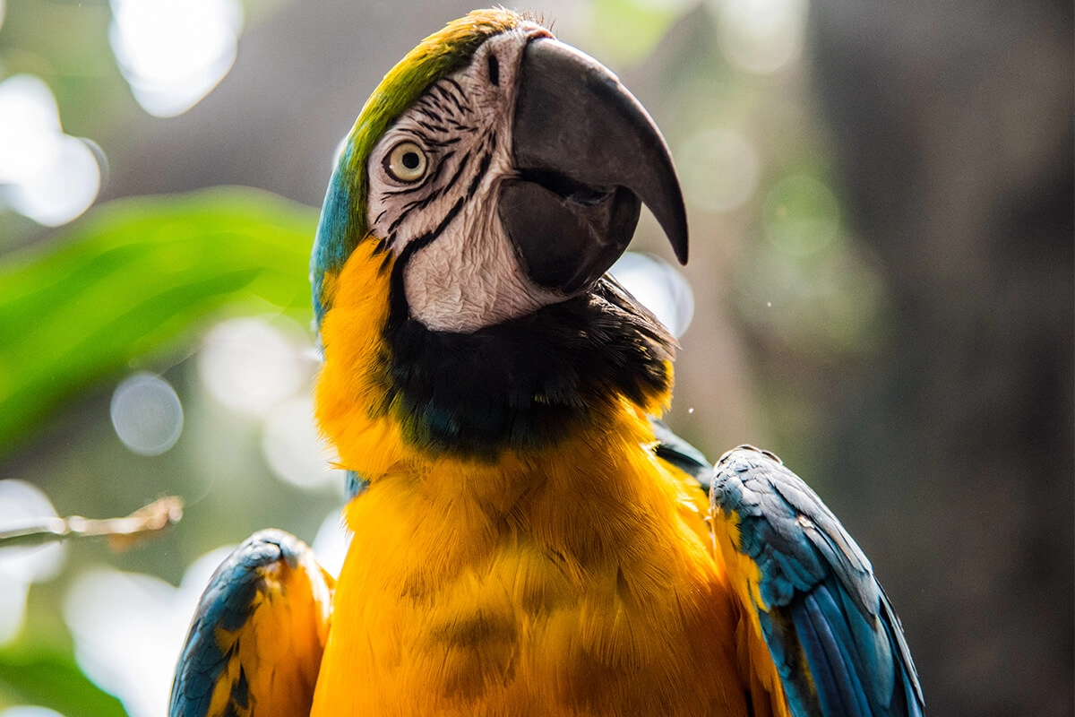 Macaw Papağanı Karakter Özellikleri
