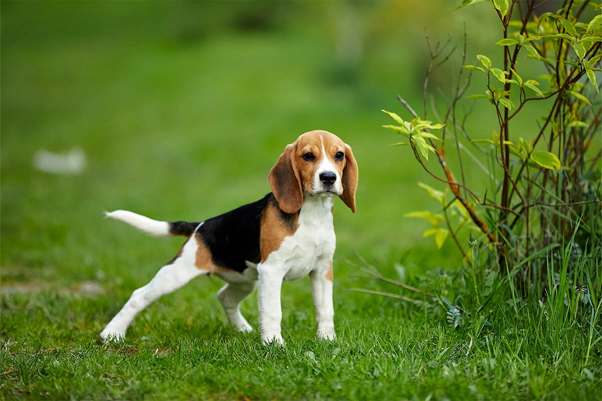 Beagle Satın Al