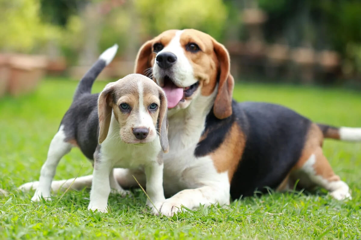 Beagle Bakımı