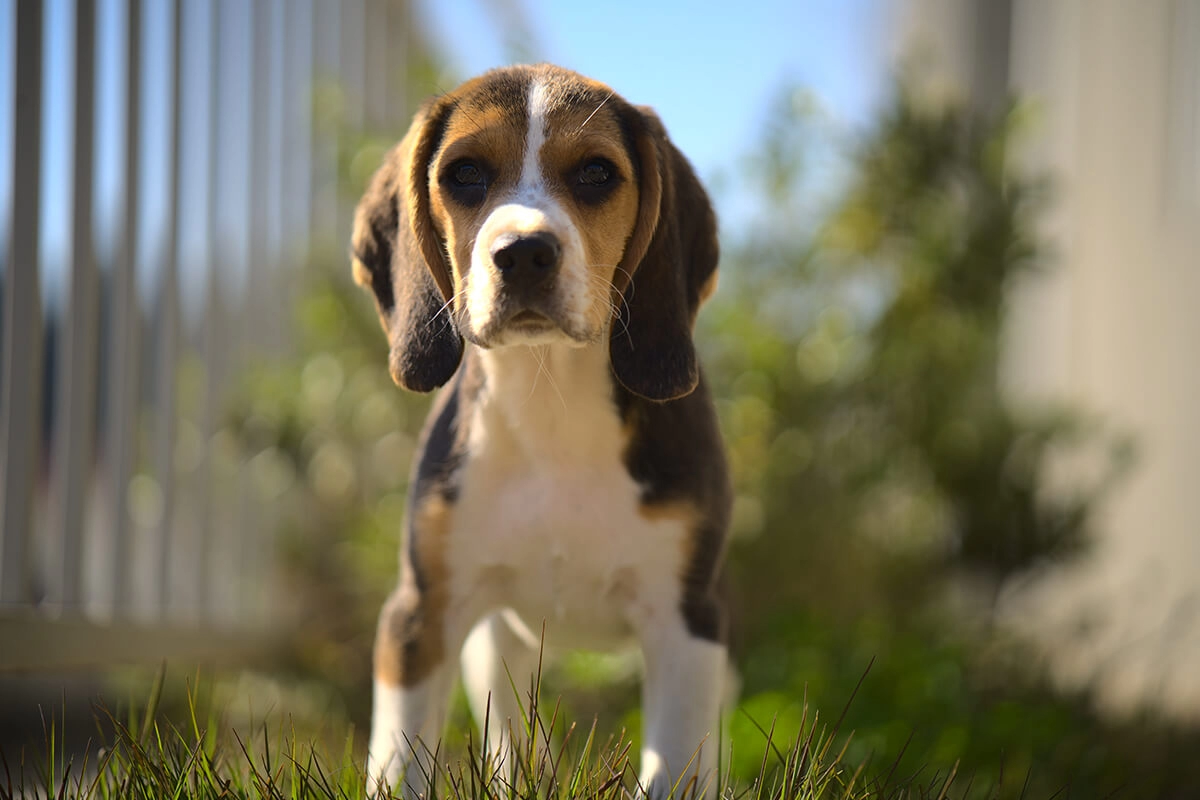 Beagle Fiziksel Özellikleri