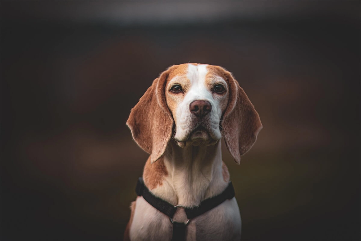 Beagle Eğitimi