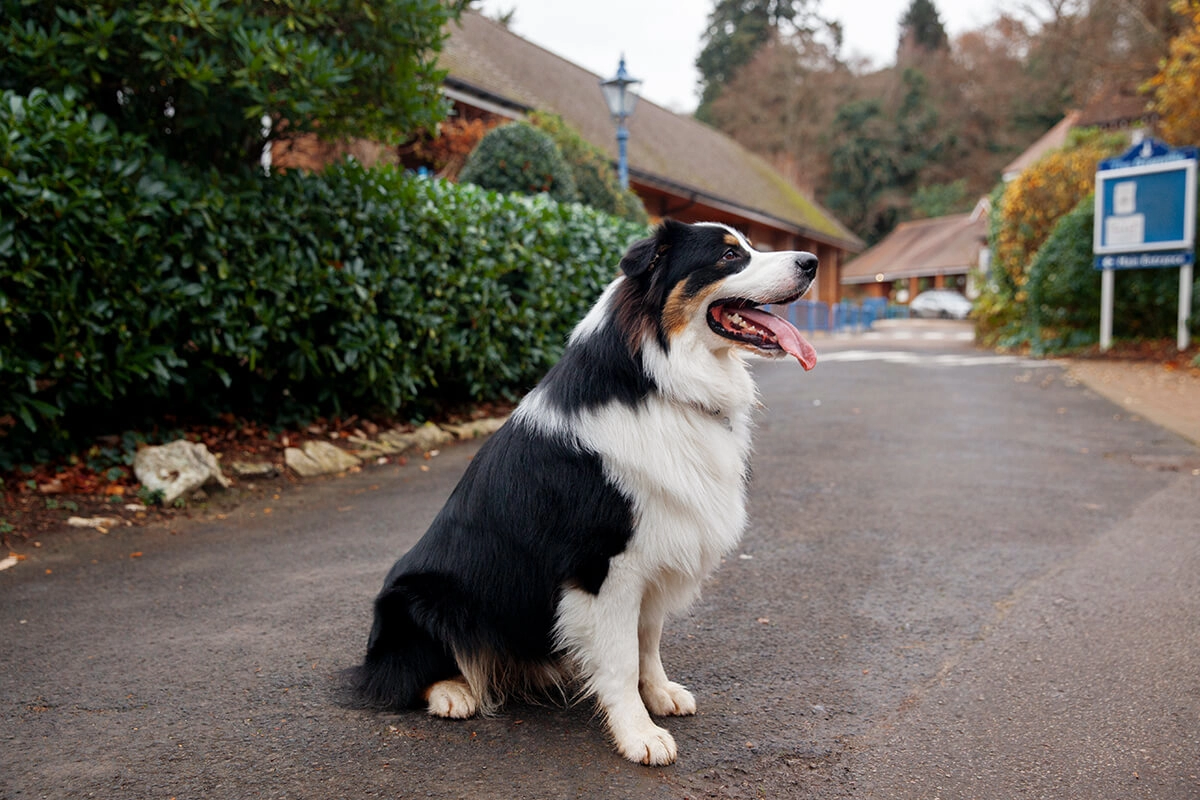 Border Collie Fiziksel Özellikleri