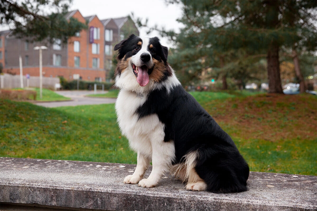 Border Collie Satın Al