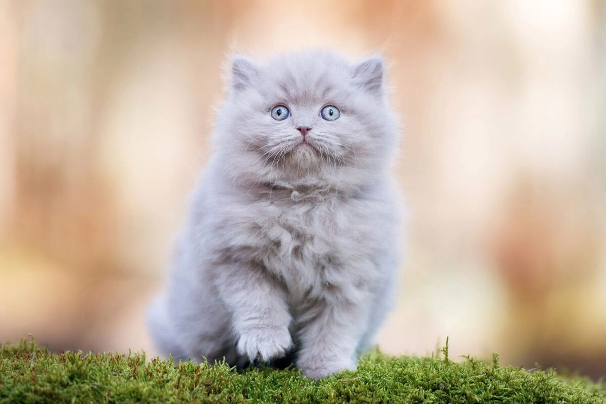 British Longhair Yavru