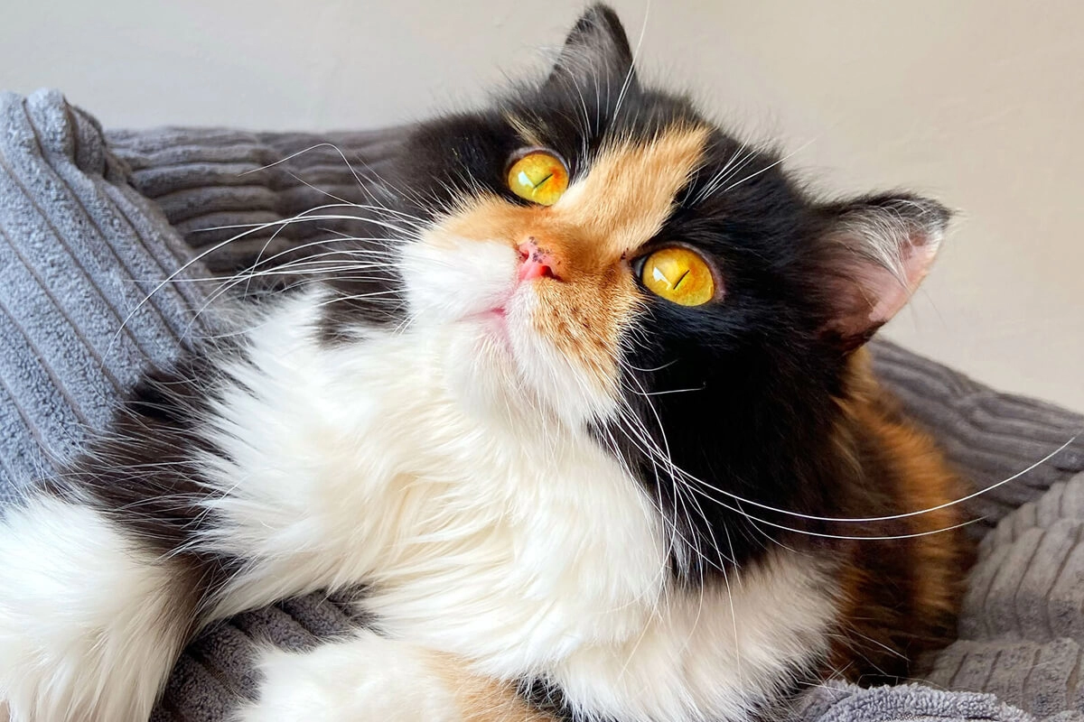 British Longhair G&ouml;r&uuml;n&uuml;m&uuml;