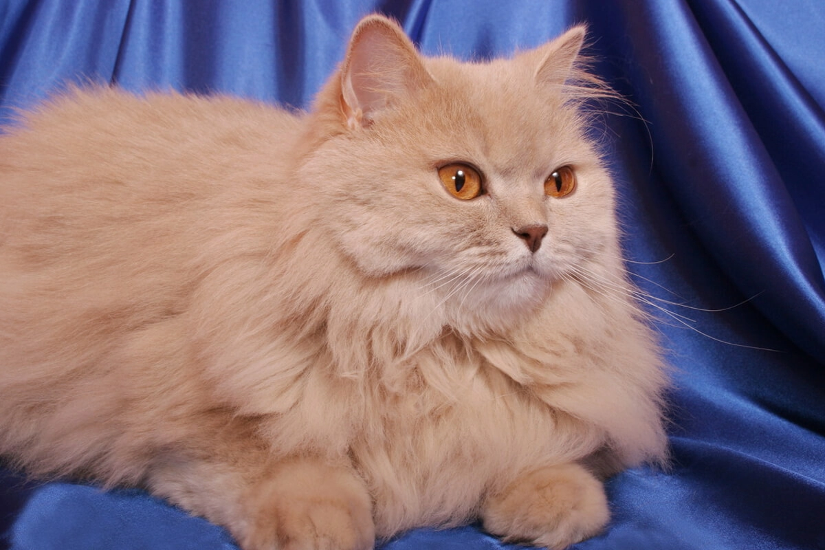 British Longhair &Ouml;zellikleri