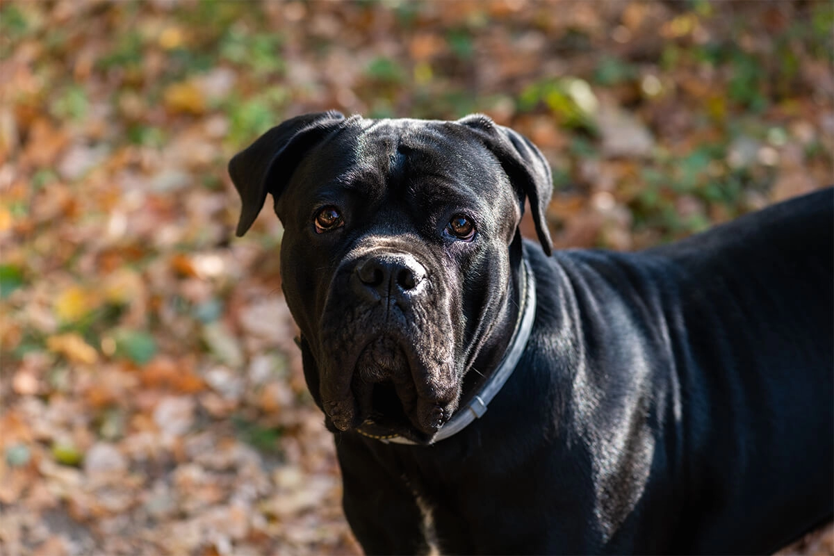 Cane Corso Bakımı