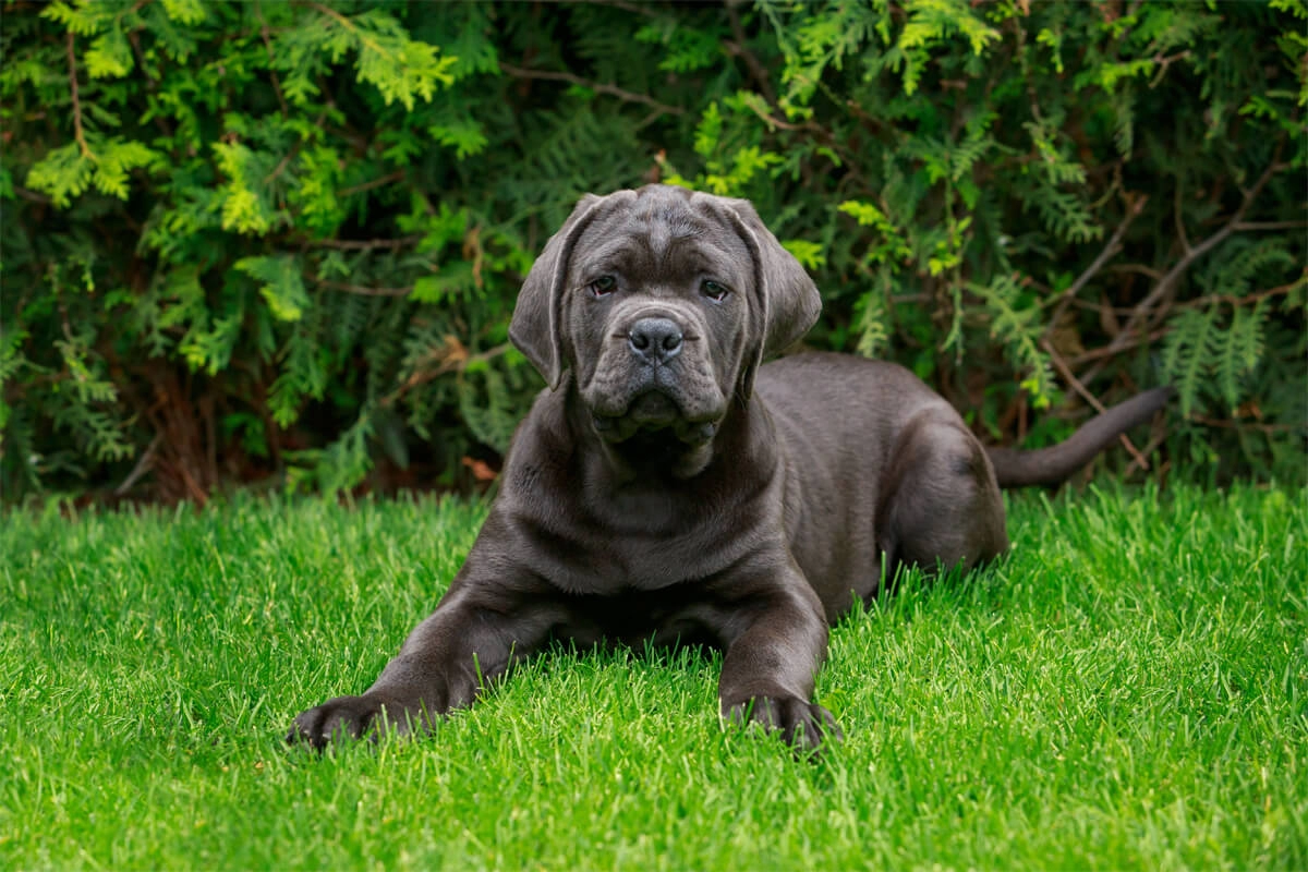 Cane Corso Karakter Özellikleri