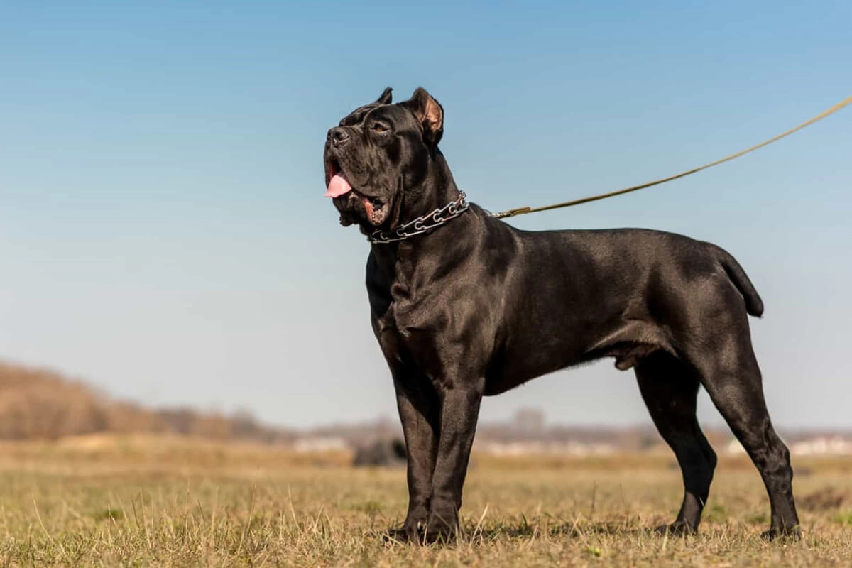 Cane Corso Sahiplerinin Bilmesi Gerekenler