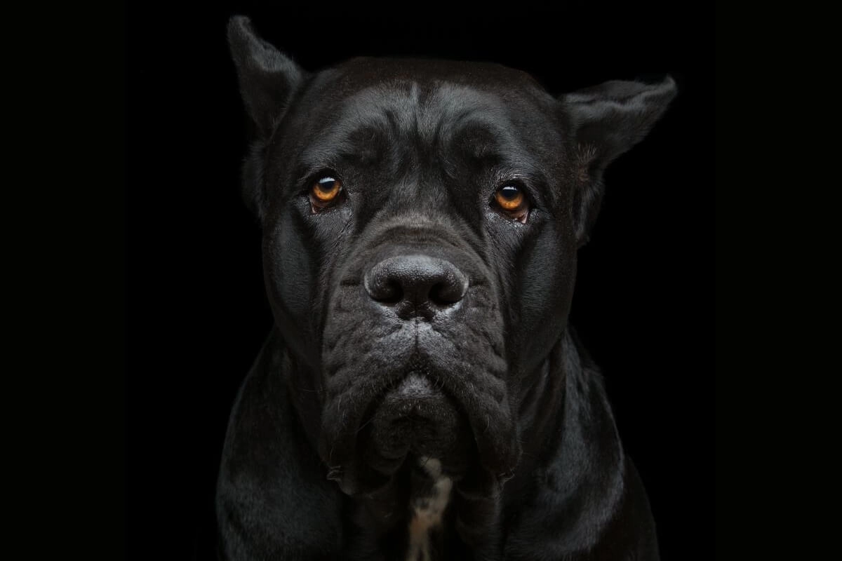 Cane Corso Satın Al