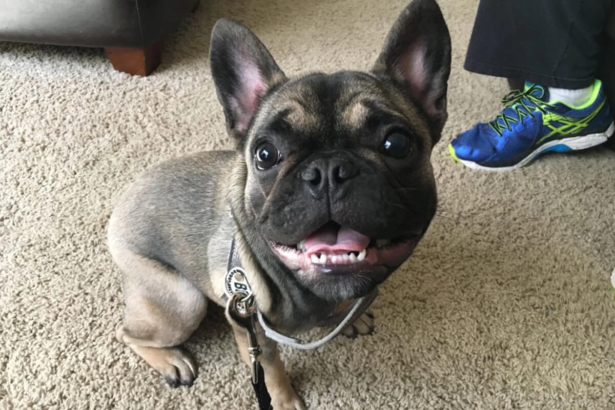 French Bulldog Yavru