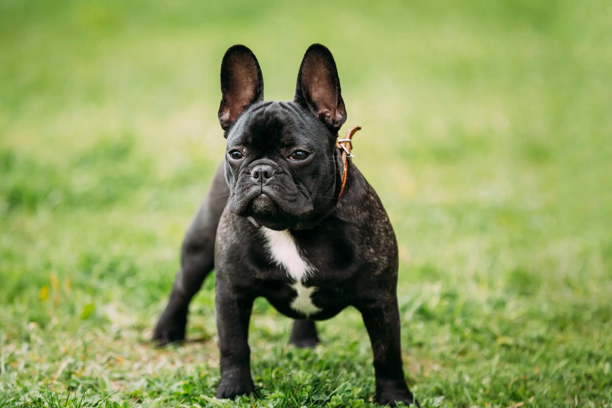 French Bulldog Özellikleri