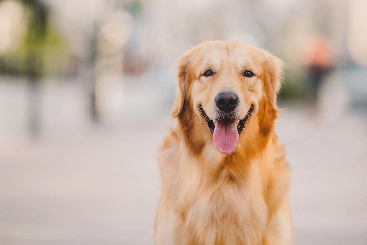 Golden Retriever Özellikleri
