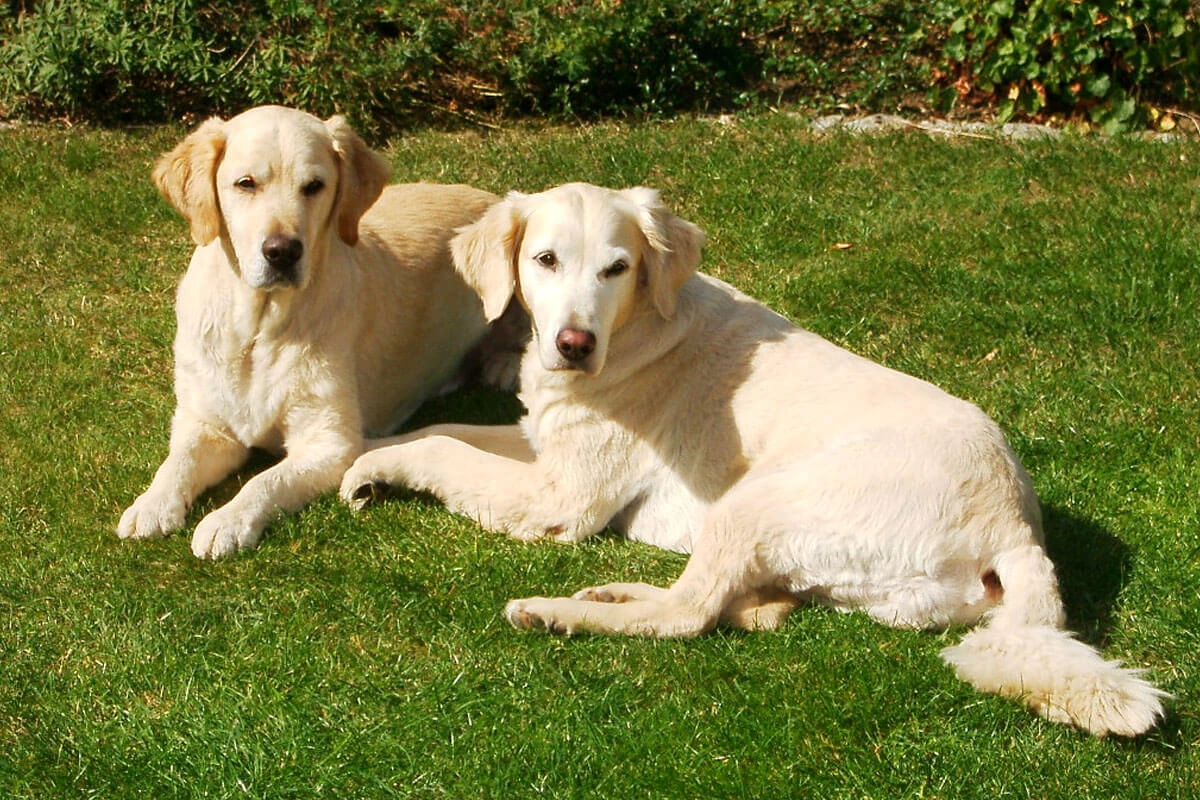 Golden Retriever Fiziksel Özellikleri