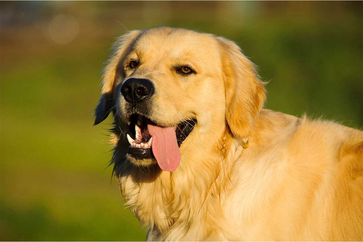 Golden Retriever Eğitimi