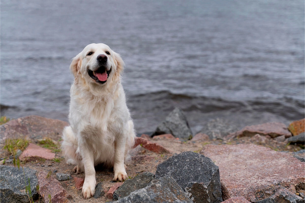 Golden Retriever Yavru
