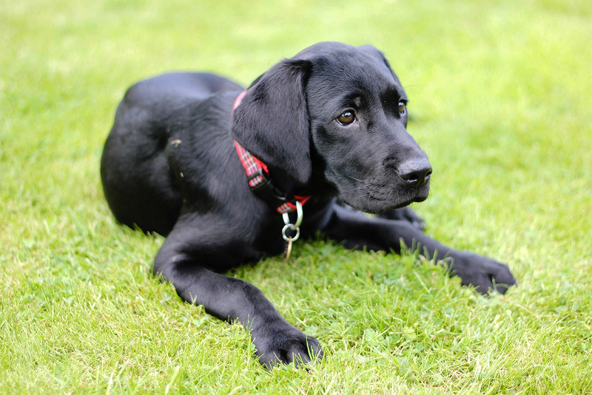 Labrador Satın Al