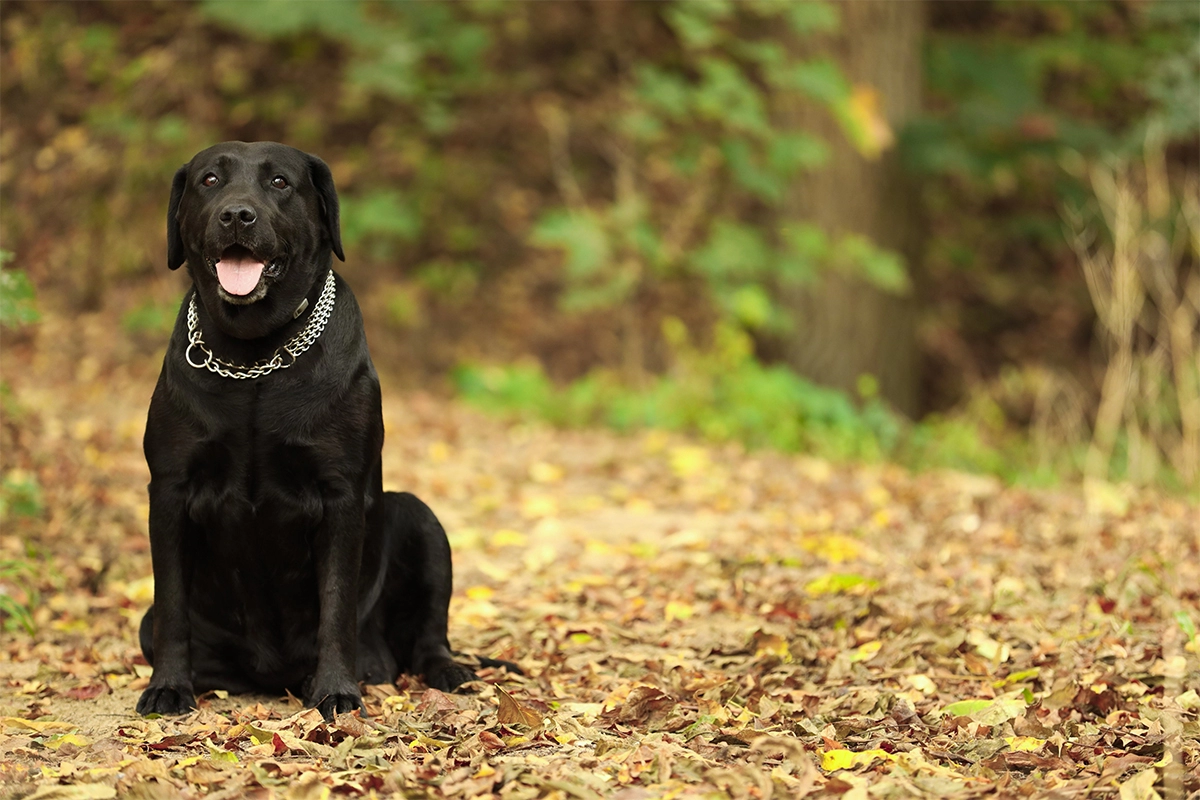 Labrador Bakımı