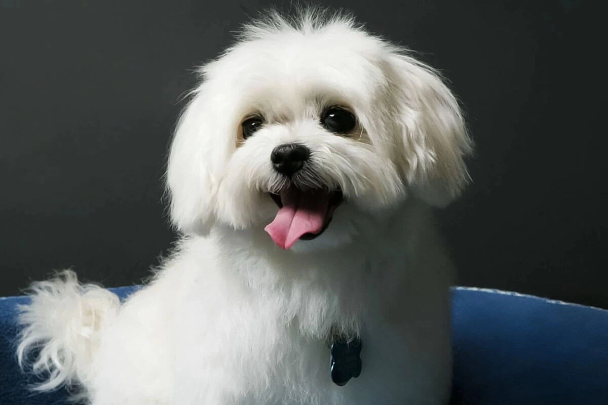 Maltese Terrier Fiziksel Özellikleri