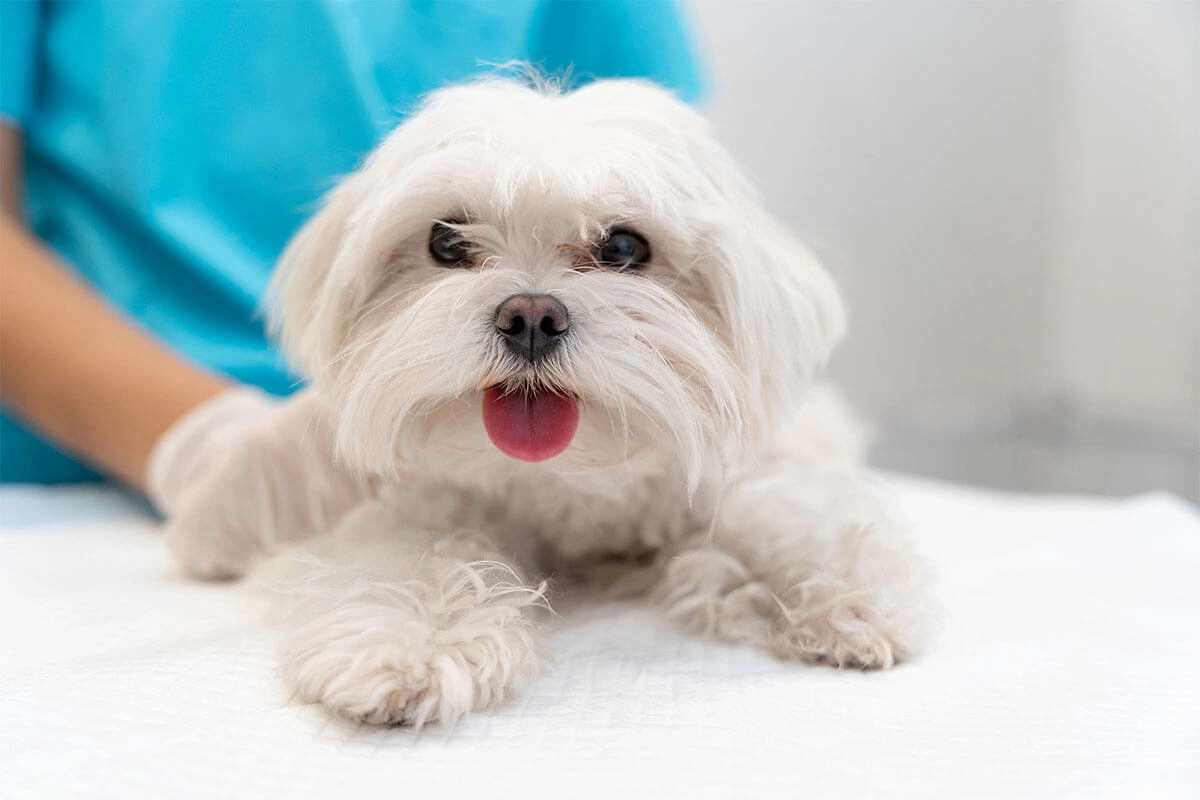 Maltese Terrier Eğitimi