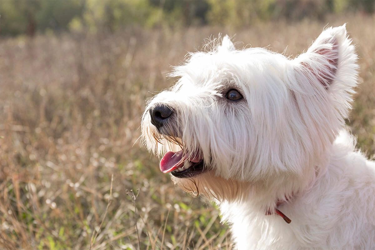 Maltese Terrier Yavru