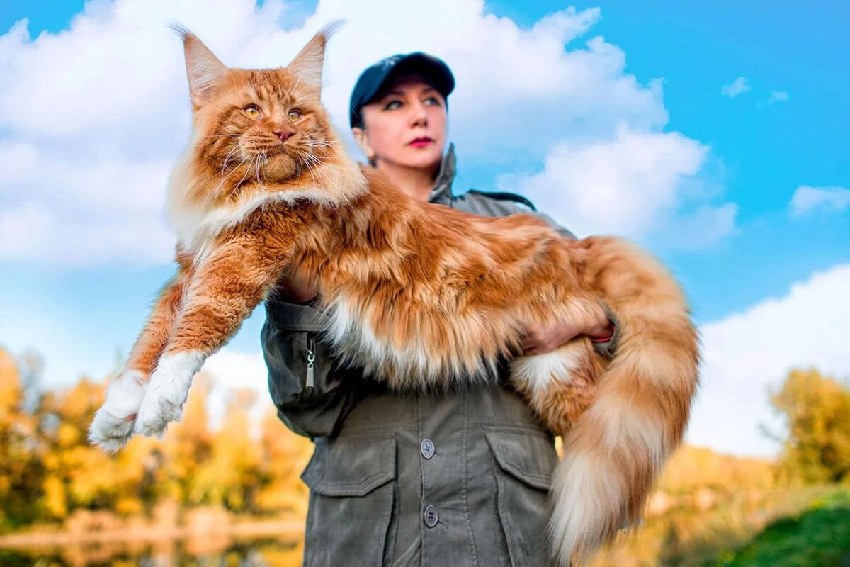 Nereden Maine Coon Satın Alabilirim?