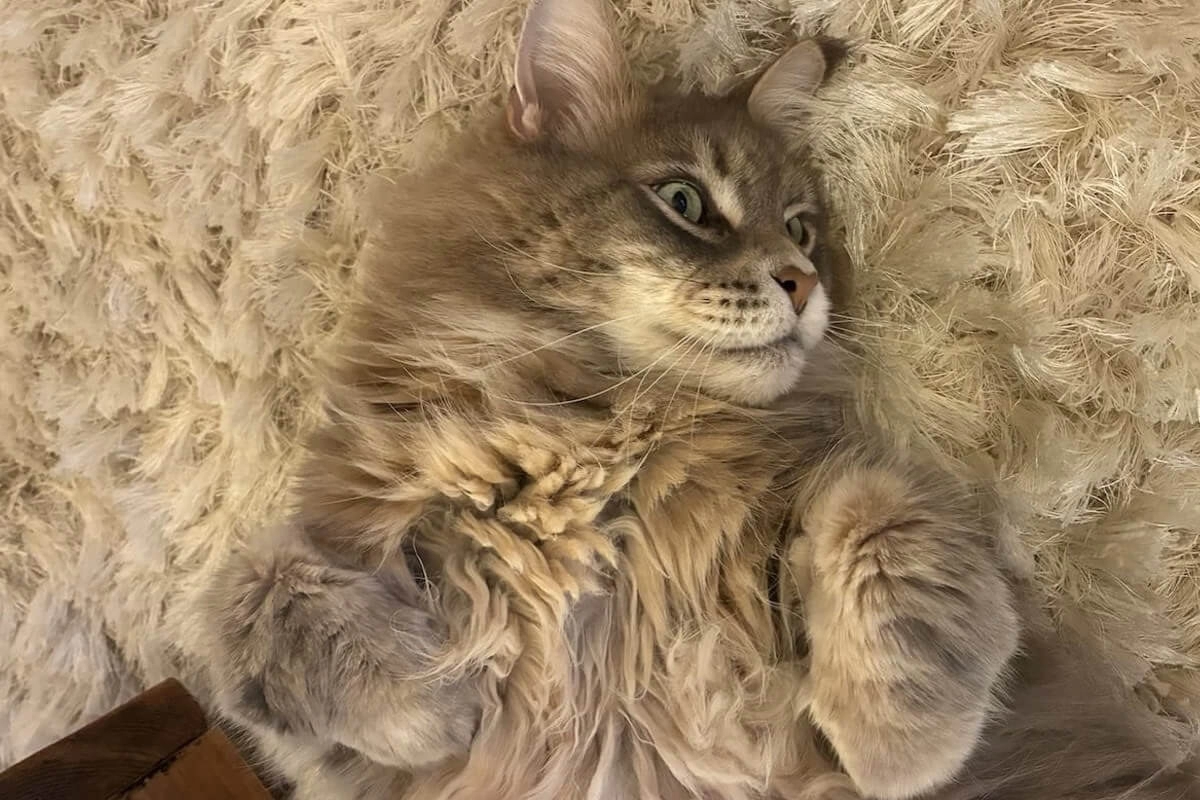 Maine Coon Beslenmesi