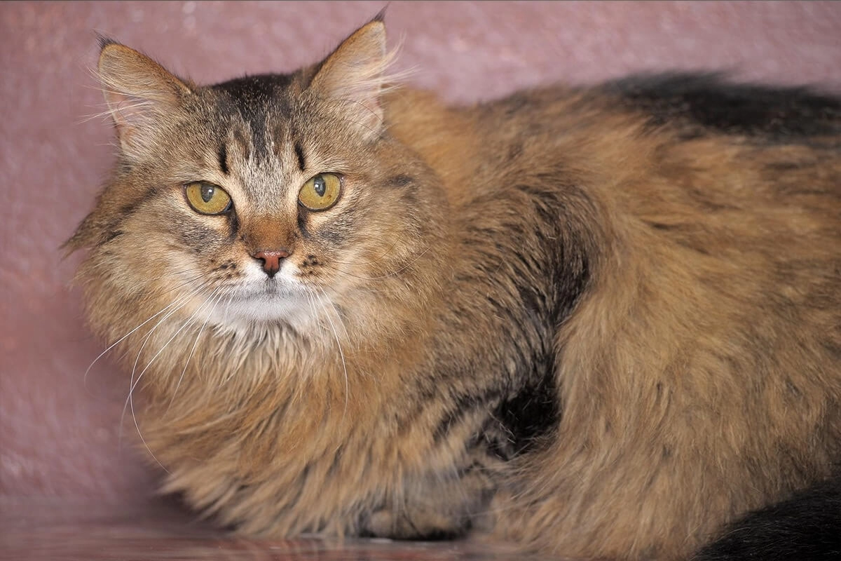 Maine Coon Aktivite Seviyesi