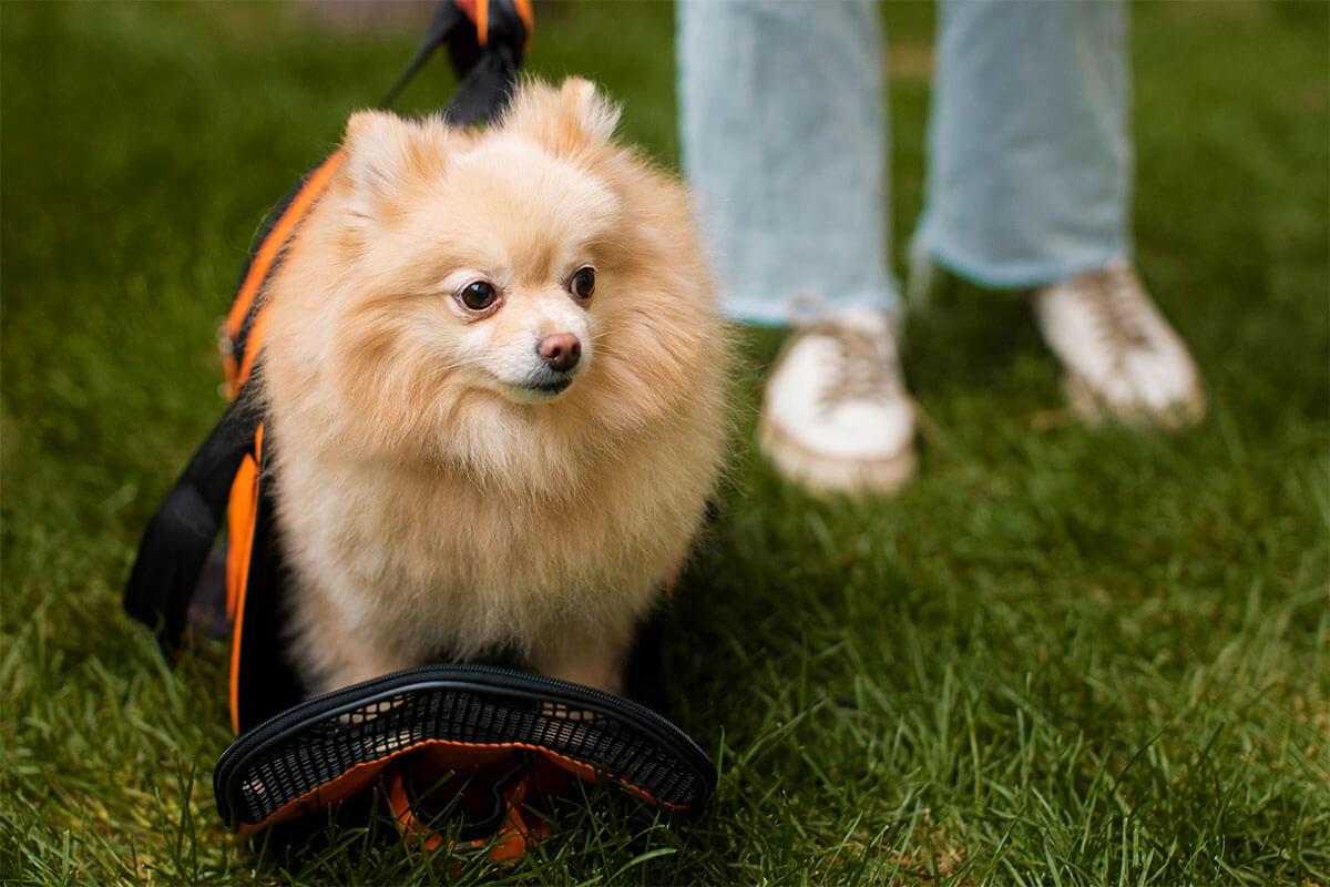 Pomeranian Boo Karakter Özellikleri