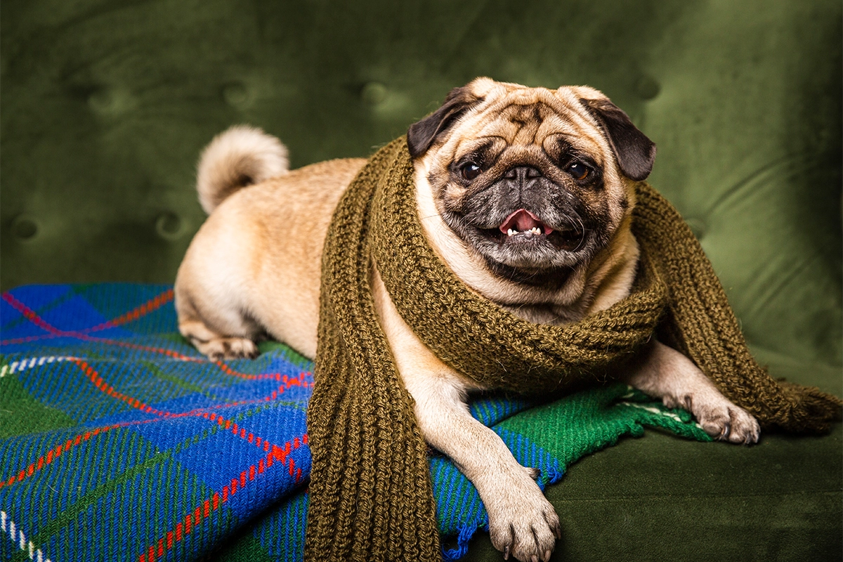 Pug Satın Al