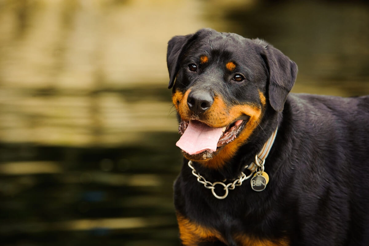 Rottweiler Fiziksel Özellikleri