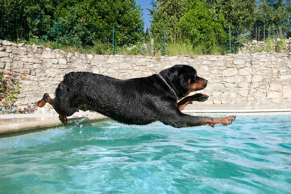 Rottweiler Eğitimi