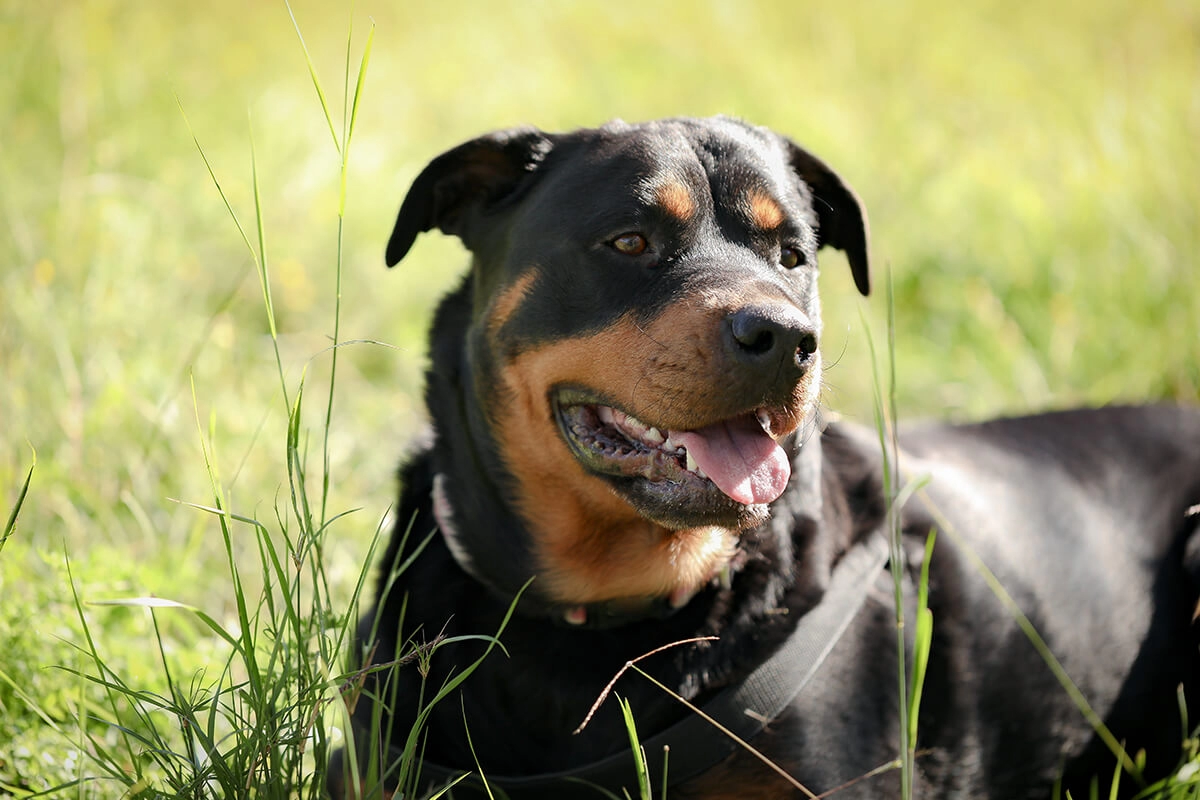 Rottweiler Satın Al