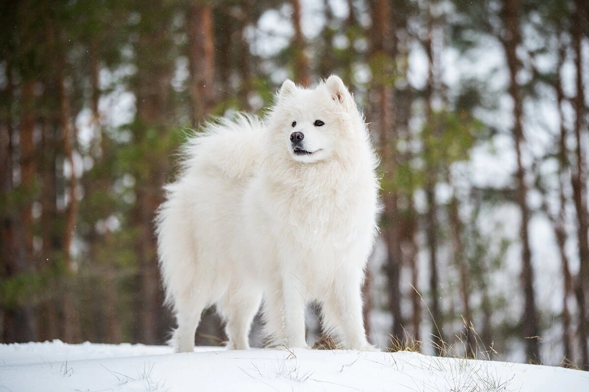 Samoyed Bakımı
