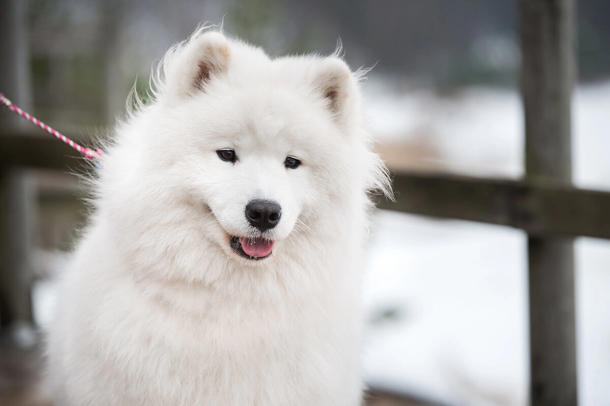 Samoyed Fiziksel Özellikleri